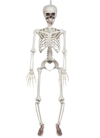 Large Realistic Hanging White Skeleton – 90cm