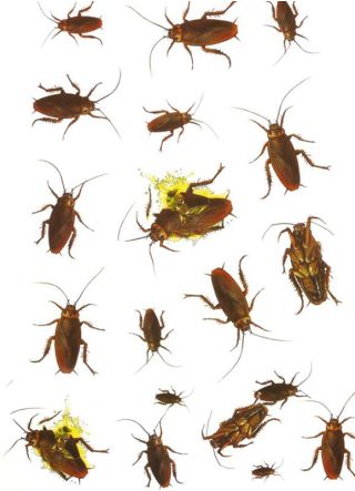 Yucky Cockroach Stickers – 19 stickers